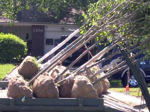 Trees arrive for Sterling Blvd.